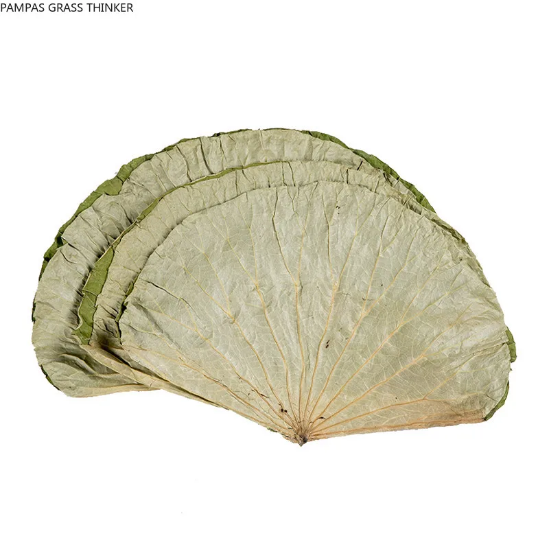 20pcs Vysoko kvalitné čisto prírodné sušené celé sušené lotus leaf 18-30 cm Surové farba