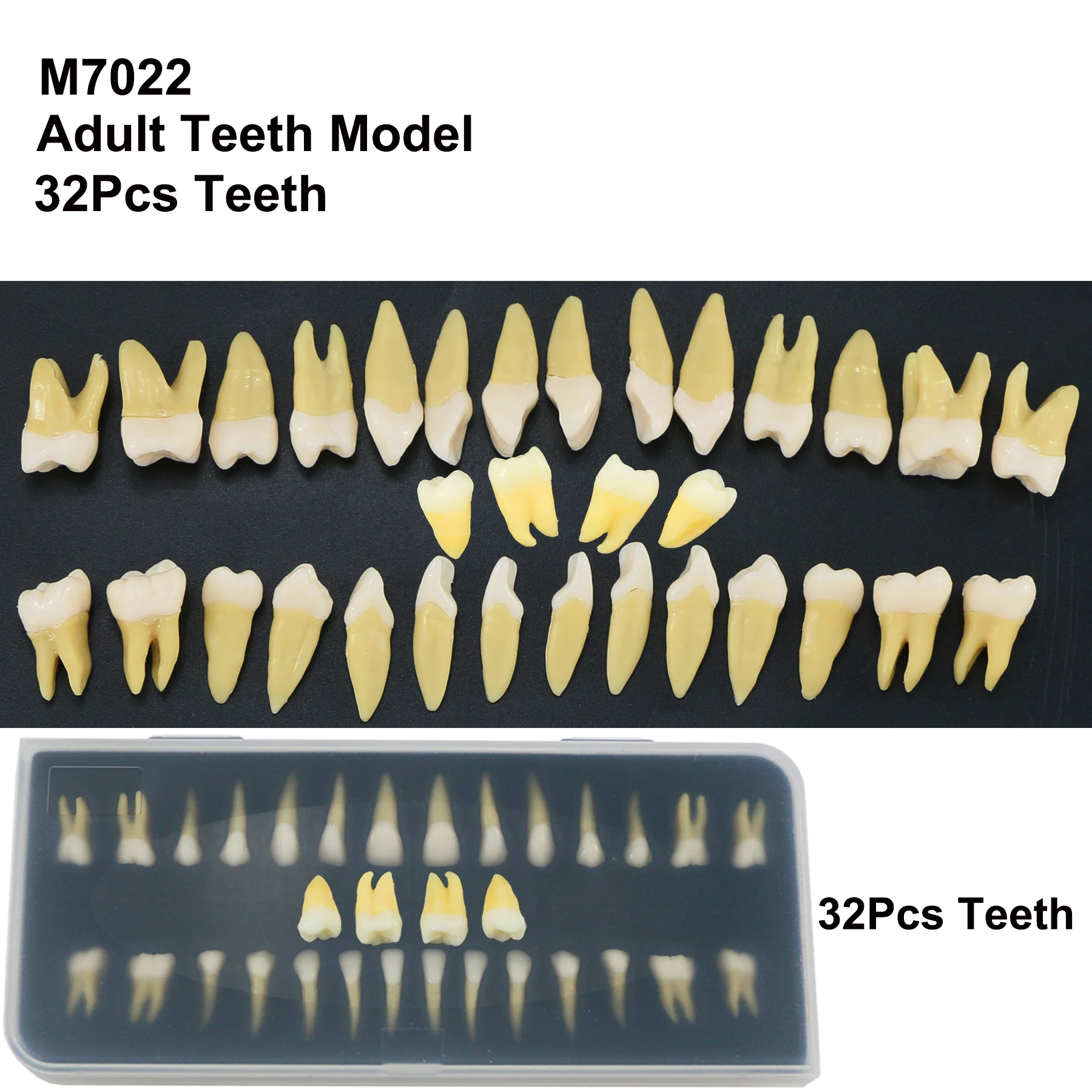 Zubné 1:1 Dospelý Zuby Model Typodont Trvalé Štúdia Vyučovať Hornej Dolnej 28 32Pcs 0